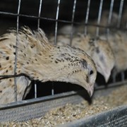 Перепела маньчжуры фото