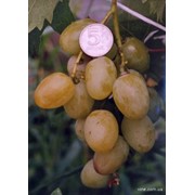 Саженци винограда Боготяновский
