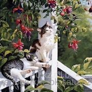 Картина по номерам Две кошки фотография