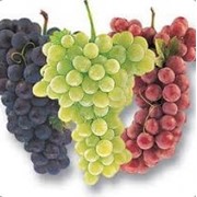 Саженцы винограда. Виноград сортовой в ассортименте (контейнер 2л)