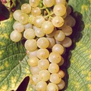 Виноград Solara фото