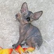 Котята канадский сфинкс Talialida Nod фото