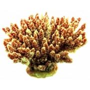Мягкий коралл фотография