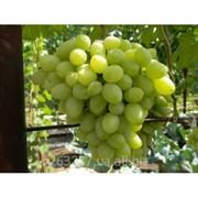 Саженцы винограда Вега Запорожская фото