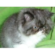 Персидский котенок чистокровный из питомника фото