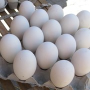 Инкубационные гусиные яйца фото