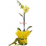Орхидея лимонная фото