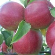 Саженцы яблони Лигол фото