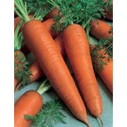 Морковь столовая, продажа