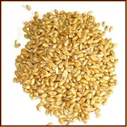 Пшеница оптом от производителя, продажа