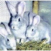 Консультация для начинающих кролиководов фото