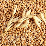 Зерно мягкой пшеницы в big-bag фото