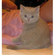 Британский котенок –девочка лилового окраса 2 месяца фото
