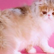 Персидский котик фото