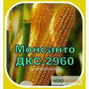 Кукуруза DKC2960