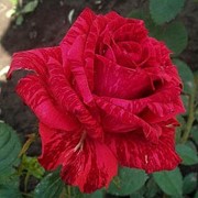 Роза чайно-гибридная Ред Интуишн (Red Intuition)