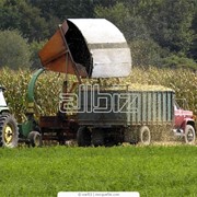 Вывоз зерна зерновозами с полей хозяйства или доставка зерна в порты Украины