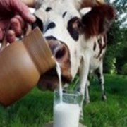 Молоко крупного рогатого скота продам в житомирской области фотография