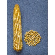 Семена кукурузы Поволжский–89 МВ фото