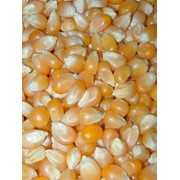 Семена кукурузы, продажа, Украина фото
