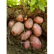 Среднепоздний картофель Вектор второй репродукции фотография