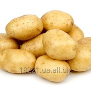 Посадочный картофель