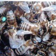 Пчелы пчелопакеты отводки 2021 Санкт-Петербург