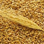 Закупка фуражной пшеницы фотография
