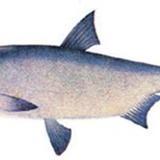 Живая рыба, толстолоб оптом, толстолоб 2 - 3,5 кг., толстолоб купить, толтолоб Луганск