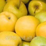 Яблоки голден на экспорт фотография