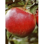Саженцы яблока сорт “ДжонаГолд“ фотография