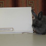 Инфракрасные кассетные нагреватели для обогрева крольчатников и птичников фото