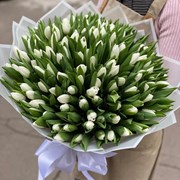 301 тюльпан фото