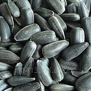 Семена подсолнечника Конфетка, калибр 4,0 фото