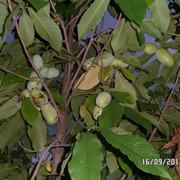 Саженцы Азимины трехлопастной возраст саженцев 2 года / Asimina triloba, азимины трилоба ,банановое дерево