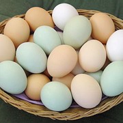 Яйцо в ассортименте, продукты яичные фото