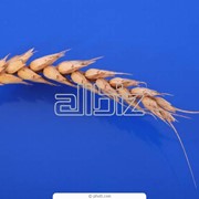 Семена пшеницы яровой фотография