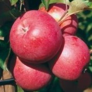 Саженцы яблони Бени Шогун фото