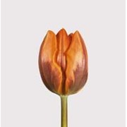 Срезанный цветок Тюльпан Prinses Irene