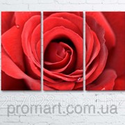 Модульна картина на полотні Велика троянда код КМ6090-013