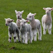 Купить БВМД для баранов, овец и коз, Бвмд для баранов, овец и коз фото