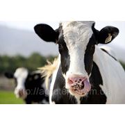 Защищенный жир для коров EXTIMA 100 фото