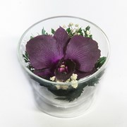 Орхидея в стекле Cus-o2 фотография