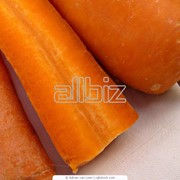 Морковь гибридная отличного качества для супермаркетов и мойки фотография