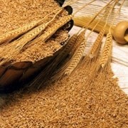 Пшеница яровая на экспорт, export фото