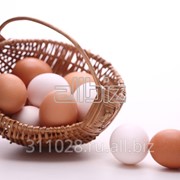 Яйцо куриное в Краснодаре