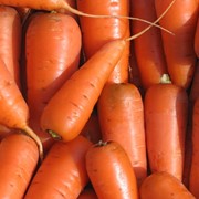 Морковь свежая, продажа, Украина фото