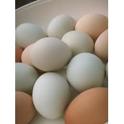 Яйца,Продукты и напитки,Продукция птицеводства,Яйцо молодой курицы фото