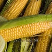 Сорта и гибриды кукурузы фото