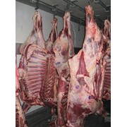 Продаж/ туші, напівтуші яловичі бик, корова охолоджені (субпродукти). фото
